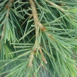 Cedrus Deodara 'Feeling Blue' -Pflanzensamenladen cedrus deodara feeling blue4