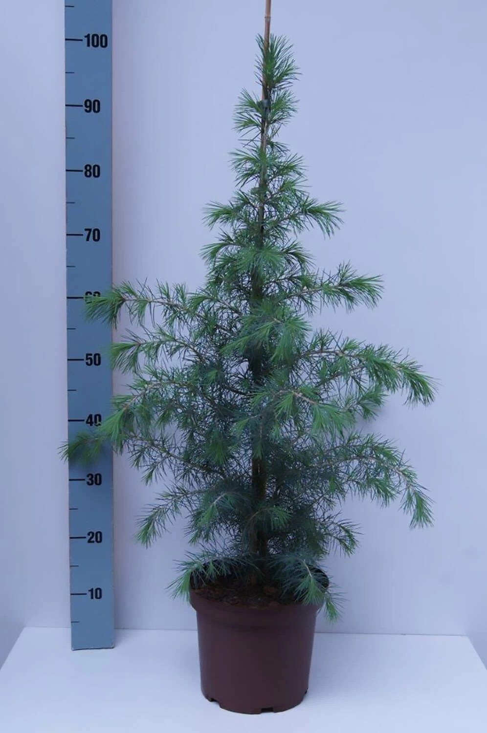 Cedrus Deodara 4 Cedrus Deodara – Bild 2