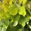 Cercis Canadensis 'Rising Sun' -Pflanzensamenladen cercis canadensis rising sun