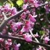 Cercis Canadensis 'Traveller' -Pflanzensamenladen cercis canadensis traveller 1