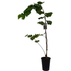 Pflanzensamenladen -Pflanzensamenladen cercis canadensis vanilla twist2