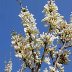 Cercis Chinensis 'Shirobana'