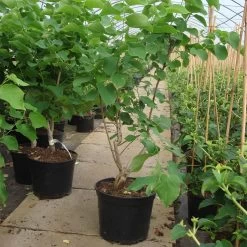 Pflanzensamenladen -Pflanzensamenladen cercis chinensis shirobana weissbluehender judasbaum2