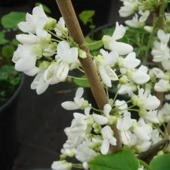 Cercis Chinensis 'Shirobana' -Pflanzensamenladen cercis chinensis shirobana weissbluehender judasbaum3