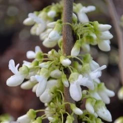 Cercis Chinensis 'Shirobana' -Pflanzensamenladen cercis chinensis shirobana weissbluehender judasbaum4