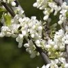 Cercis Siliquastrum 'Alba' -Pflanzensamenladen cercis gewoehnlicher judasbaum herzbaum alba