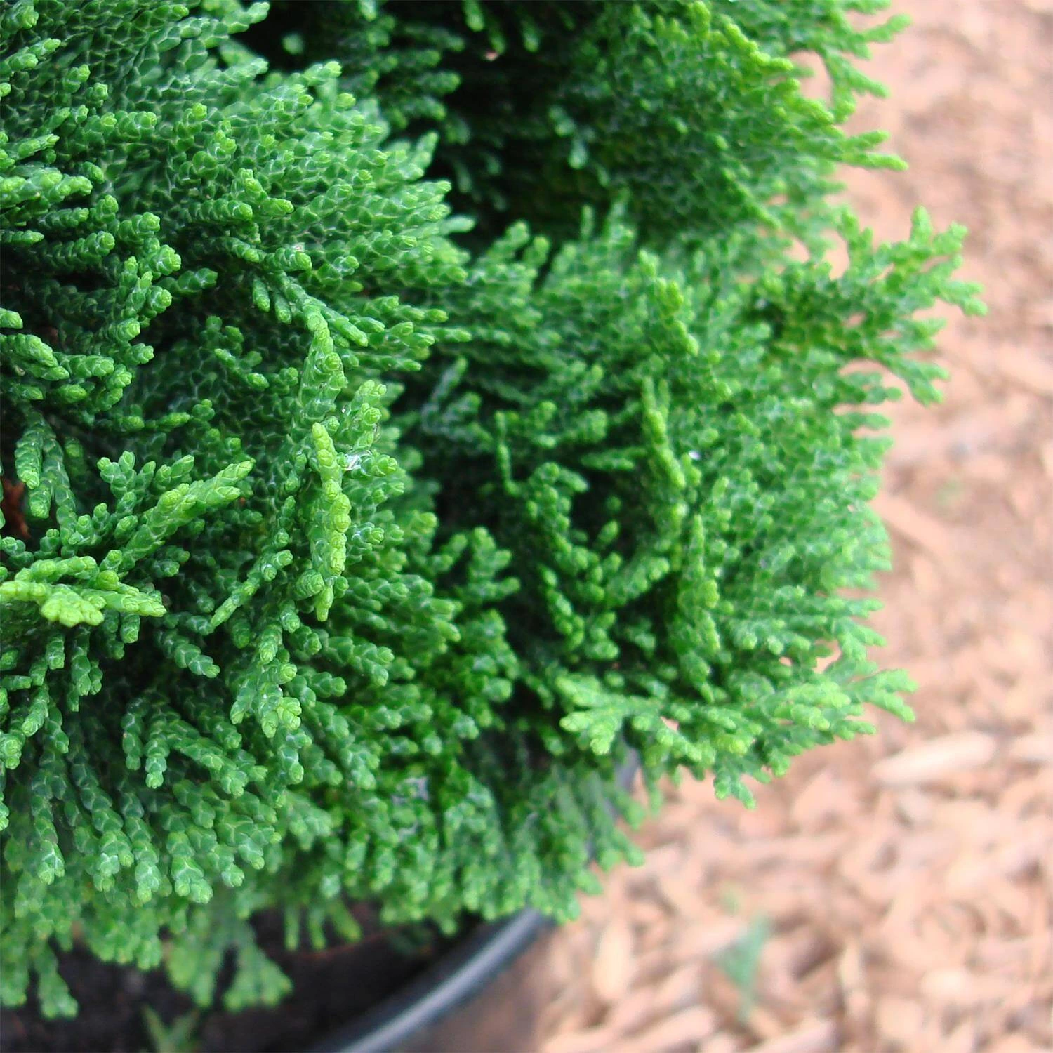 Chamaecyparis Obtusa 'Nana Gracilis' 4 Chamaecyparis Obtusa 'Nana Gracilis' – Bild 2