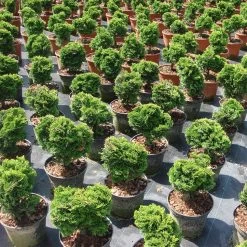 Chamaecyparis Obtusa 'Nana Gracilis' 8 Chamaecyparis Obtusa 'Nana Gracilis' -Pflanzensamenladen chamaecyparis nana gracilis zwerg muschelzypresse3