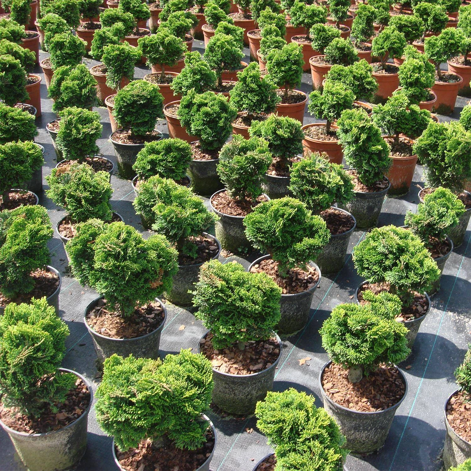 Chamaecyparis Obtusa 'Nana Gracilis' 5 Chamaecyparis Obtusa 'Nana Gracilis' – Bild 3