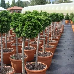 Chamaecyparis Obtusa 'Nana Gracilis' 9 Chamaecyparis Obtusa 'Nana Gracilis' -Pflanzensamenladen chamaecyparis nana gracilis zwerg muschelzypresse4