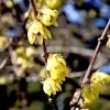 Chimonanthus Praecox -Pflanzensamenladen chimonanthus praecox 1