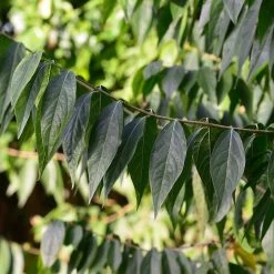 Chimonanthus Praecox -Pflanzensamenladen chimonanthus praecox 13