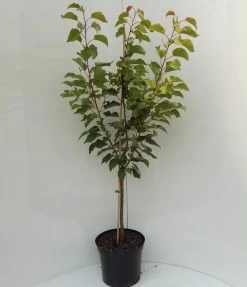 Kompakt Wachsende Aprikose `CompactaⓇ´ Prunus Armeniaca `Compacta´ -Pflanzensamenladen compacta