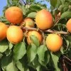 Kompakt Wachsende Aprikose `CompactaⓇ´ Prunus Armeniaca `Compacta´ 2 Kompakt Wachsende Aprikose `CompactaⓇ´ Prunus Armeniaca `Compacta´ -Pflanzensamenladen compacta1