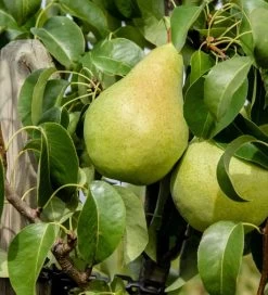 Säulenbirne `Condo´ Pyrus Communis `Condo´