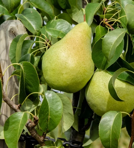 Condo Pyrus Communis `Condo´ 3 Condo Pyrus Communis `Condo´