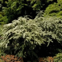 Cotoneaster Salicifolius Floccosus -Pflanzensamenladen cotoneaster salicifolius floccosus4
