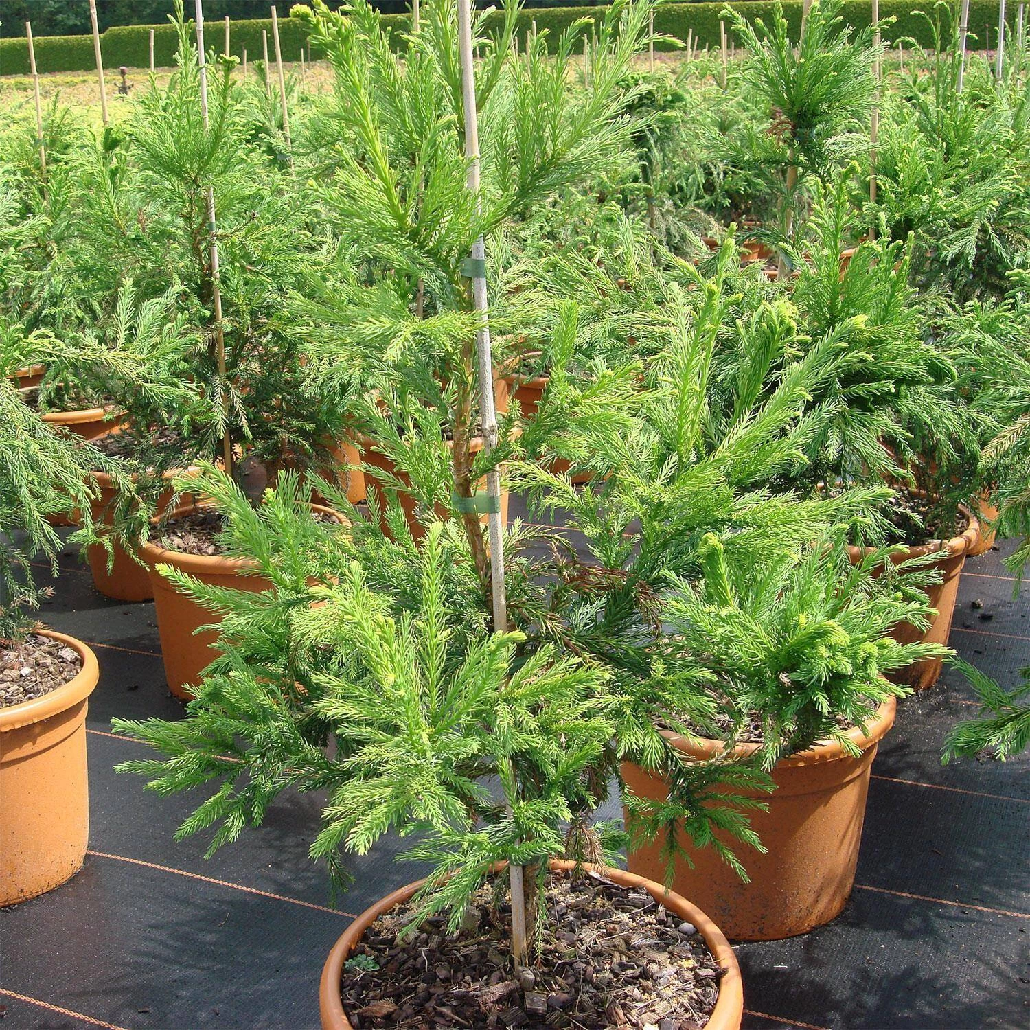 Cryptomeria Japonica 'Cristata' 3 Cryptomeria Japonica 'Cristata'