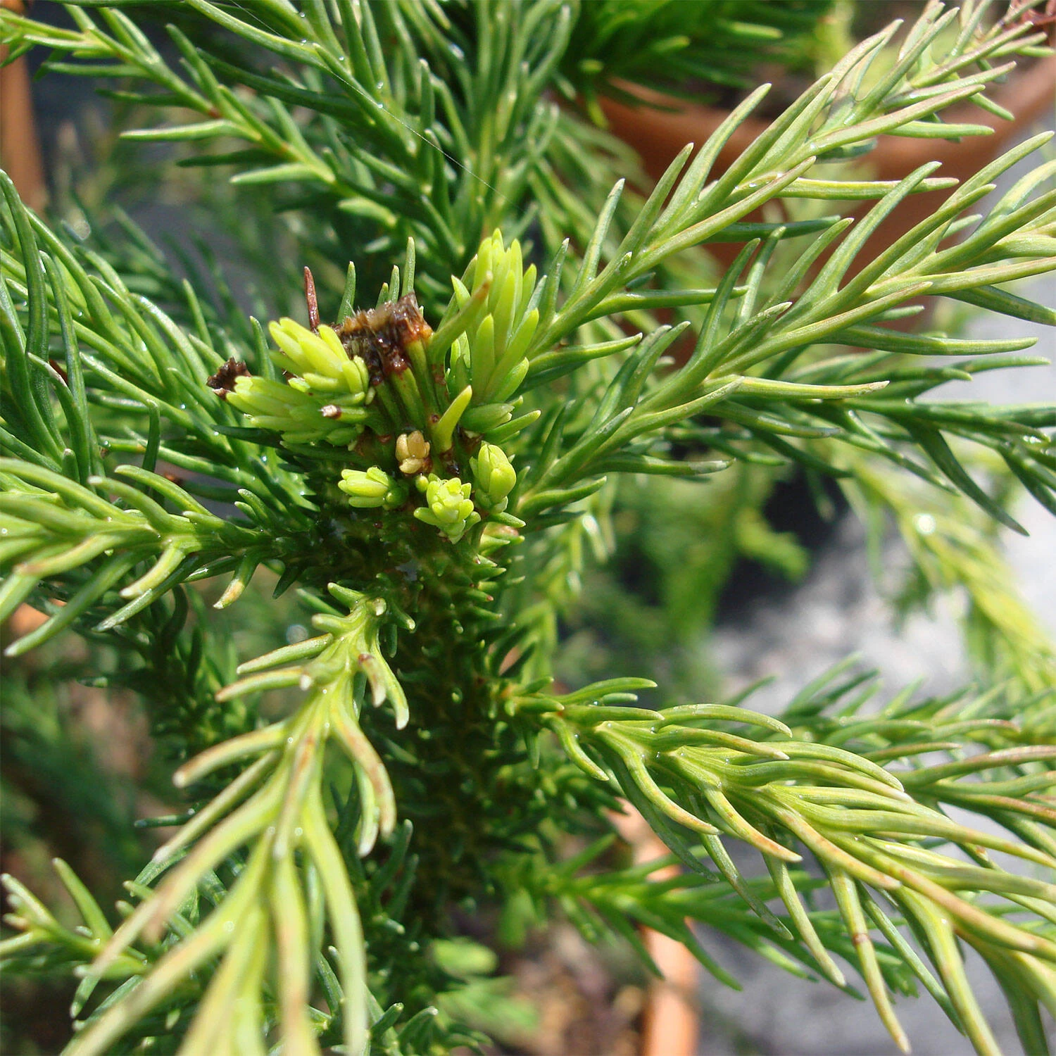 Cryptomeria Japonica 'Cristata' 4 Cryptomeria Japonica 'Cristata' – Bild 2
