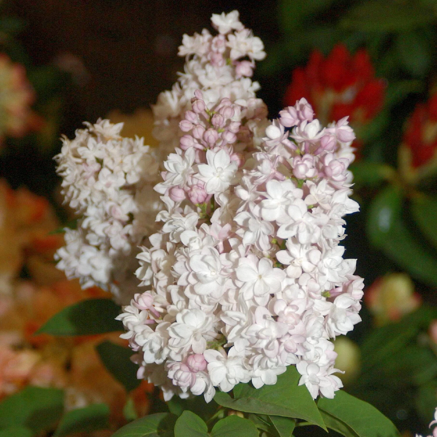 Syringa Vulg.'Beauty Of Moscow' 3 Syringa Vulg.'Beauty Of Moscow'