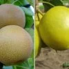 Duo-Nashibaum, Nijiseiki & Kosui Pyrus Pyrifolia -Pflanzensamenladen duo nashi