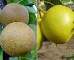Duo-Nashibaum, Nijiseiki & Kosui Pyrus Pyrifolia