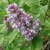 Syringa Vulg.'Katharine Havemeyer' -Pflanzensamenladen edel flieder katherine havemeyer flieder