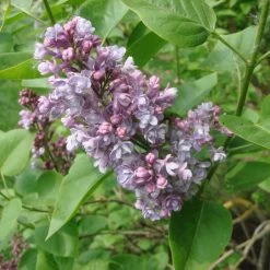Syringa Vulg.'Katharine Havemeyer'