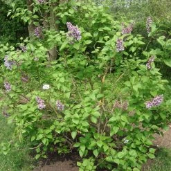 Syringa Vulg.'Katharine Havemeyer' -Pflanzensamenladen edel flieder katherine havemeyer flieder3