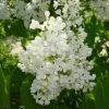 Syringa Vulg.'Mme.Florent Stepman' -Pflanzensamenladen edel flieder mme florent stepman flieder