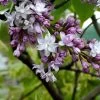 Syringa Vulg.'Belle De Nancy' -Pflanzensamenladen edelflieder belle de nancy flieder