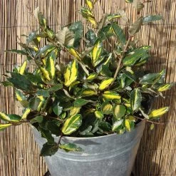 Elaeagnus Pungens 'Maculata'