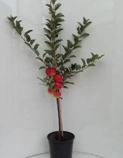 Elstar ® Malus Domestica -Pflanzensamenladen elstar bscuhbaum