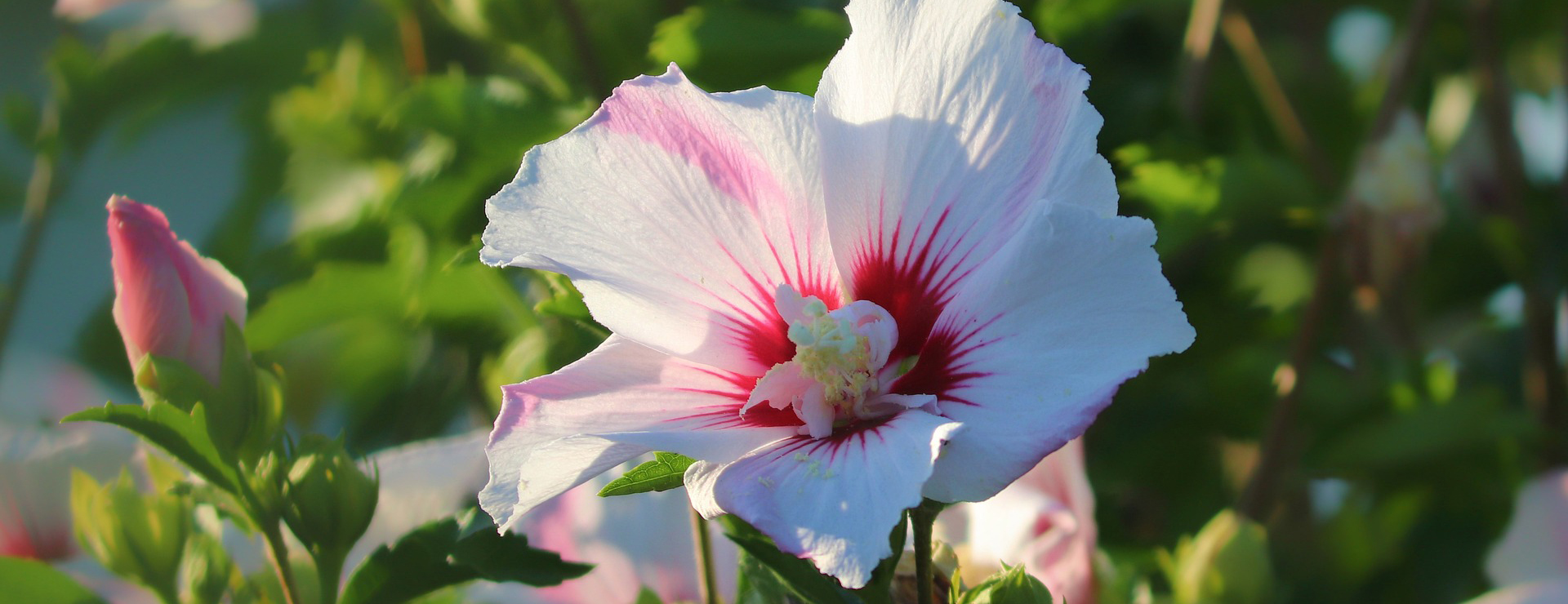 Pflanzensamenladen -Pflanzensamenladen flower 5476092 1920