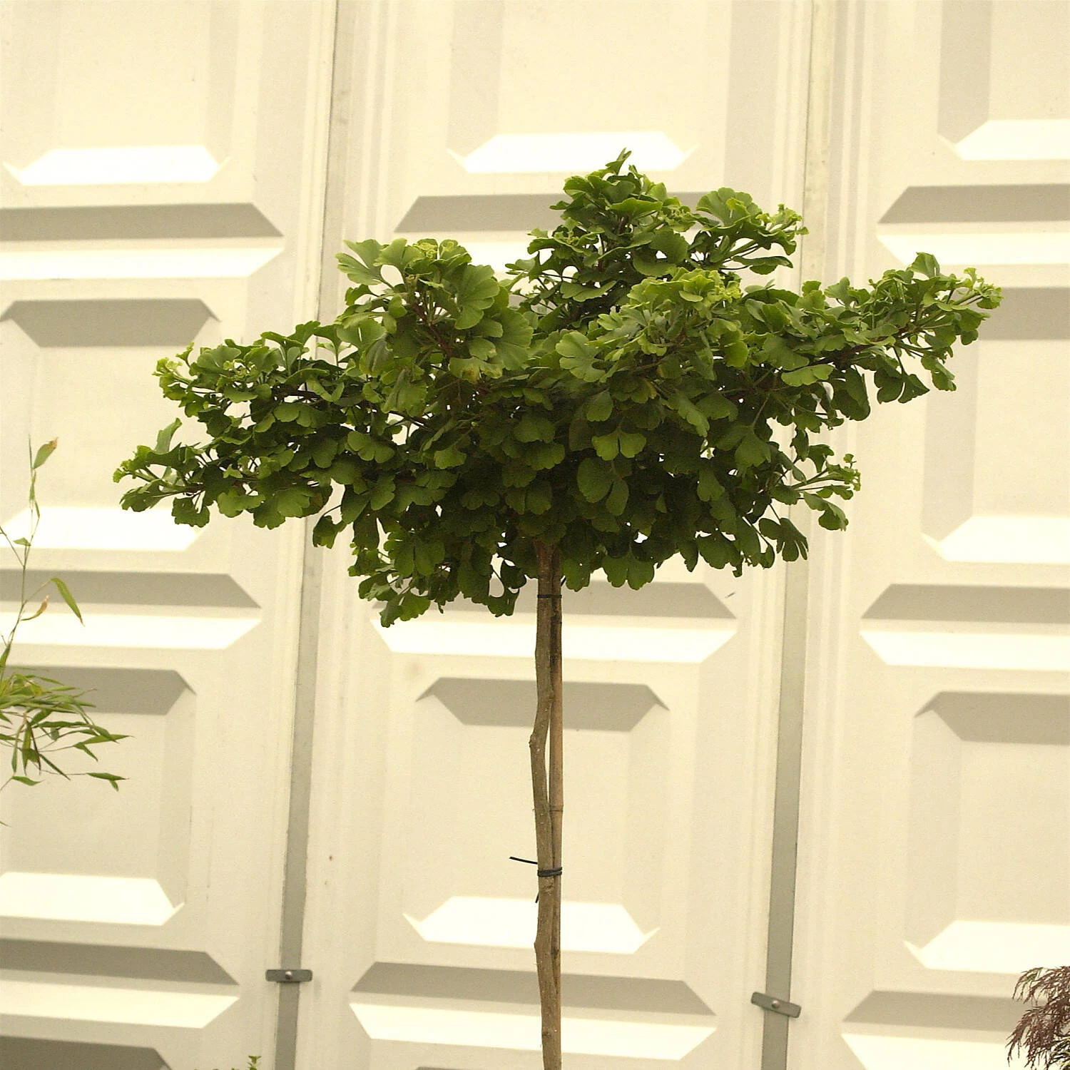 Ginkgo Biloba 'Mariken' 3 Ginkgo Biloba 'Mariken'