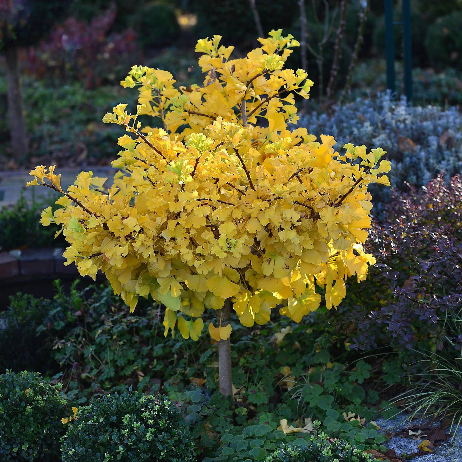 Ginkgo Biloba 'Mariken' 4 Ginkgo Biloba 'Mariken' – Bild 2