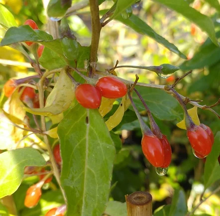 Goji / Chinesische Wolfsbeere `Big Lifeberry´ Lycium Barbarum `Big Lifeberry´ 4 Goji / Chinesische Wolfsbeere `Big Lifeberry´ Lycium Barbarum `Big Lifeberry´ – Bild 2