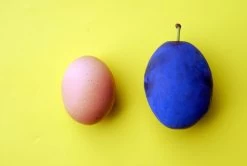 Haganta (S) Prunus Domestica `Haganta´ -Pflanzensamenladen haganta12