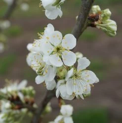 Hanita ® Prunus Domestica `Hanita 12 Hanita ® Prunus Domestica `Hanita -Pflanzensamenladen hanita bl te