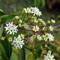 Heptacodium Miconioides