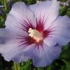 Hibiscus Syriacus 'Blue Bird' 1 Hibiscus Syriacus 'Blue Bird' -Pflanzensamenladen hibiscus syriacus blue bird