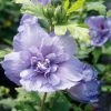 Hibiscus Syriacus 'Blue Chiffon' ® -Pflanzensamenladen hibiscus syriacus blue chiffon