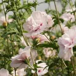 Hibiscus Syriacus 'China Chiffon'