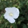 Hibiscus Syriacus 'Eleonore' -Pflanzensamenladen hibiscus syriacus eleonore 1