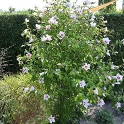 Hibiscus Syriacus 'Hamabo'