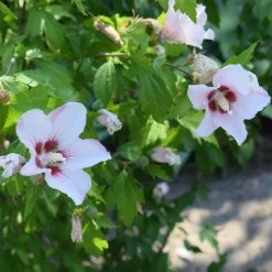 Hibiscus Syriacus 'Hamabo' -Pflanzensamenladen hibiscus syriacus hamabo 13