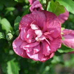 Hibiscus Syriacus 'Magenta Chiffon'