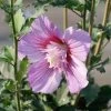 Hibiscus Syriacus 'Maike' -Pflanzensamenladen hibiscus syriacus maike