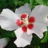 Hibiscus Syriacus 'Mathilda' -Pflanzensamenladen hibiscus syriacus mathilda 1