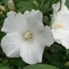 Hibiscus Syriacus 'Melwhite' -Pflanzensamenladen hibiscus syriacus melwhite 1